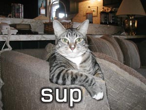 Chill Kitty