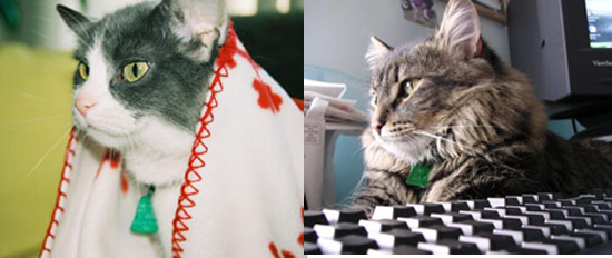 Friday's Pets of the Week!