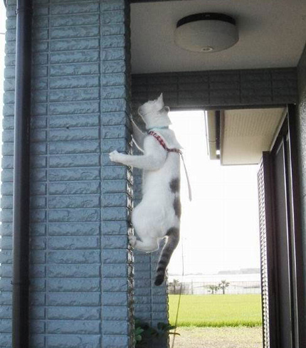 Spider-Cat