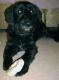 oh_my_dog