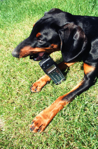 Dogs Trained To Steal Cell Phones!