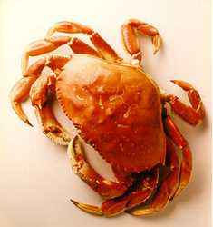 What's In Season: Dungeness Crabs