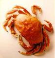 What's In Season: Dungeness Crabs