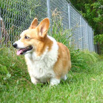 What Is the Difference Between a Pembroke Welsh Corgi and a Cardigan ...